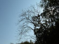 Tungareshwar Wildlife Sanctuary landscape