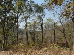 Tungareshwar Wildlife Sanctuary landscape