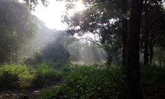 morning sunlight in Tungareshwar forest