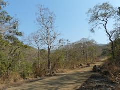 mixed deciduous forest