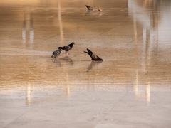 Pigeons bathing and drinking at Wahat Al Karama monument in Abu Dhabi