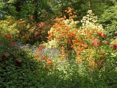 Azaleas and bluebells in Isabella Plantation