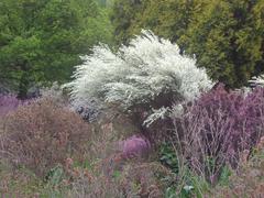 Heather bushes on Isabella Plantation