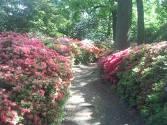 In the Isabella Plantation, Richmond Park