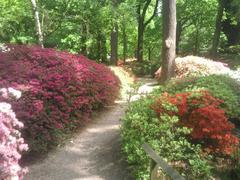 Pathway in Isabella Plantation lined with blooming shrubs and trees