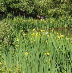 Irises by Peg's Pond in Richmond Park with ducks in the water