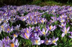 Crocus flowers in bloom at Isabella Plantation