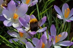 Isabella Plantation Bumblebee on Crocus flower