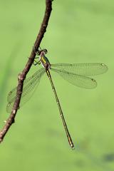 Willow Emerald Damselfly male by Thomson's Pond in Isabella Plantation, Richmond Park