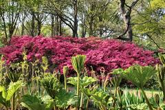 Isabella Plantation Gunnera in the bog garden during spring