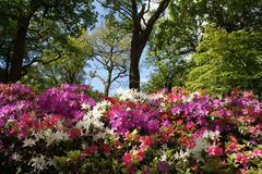 Azaleas in various colors at Isabella Plantation, Richmond Park