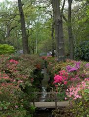 Panoramic view of Isabella Plantation in Richmond Park during spring bloom