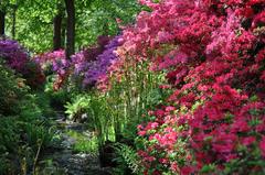 Isabella Plantation spring blossoms