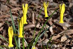 Isabella Plantation early daffodils Narcissus