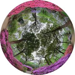 Isabella Plantation fisheye view with Rhododendron in flower