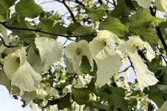 Isabella Plantation paper handkerchief tree