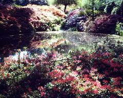 Isabella Plantation scenic view