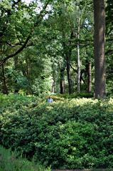 Isabella Plantation, lush greenery with trees and shrubs