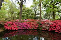 Azaleas in bloom