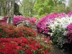 Scenic view of Isabella Plantation with vibrant rhododendrons and lush greenery