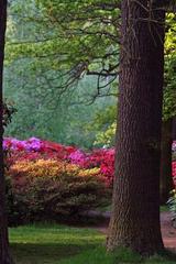 Isabella Plantation during summer evening