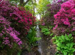 Stream through Isabella Plantation in spring