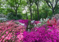 stream in Isabella Plantation during spring Azalea bloom in Richmond Park London