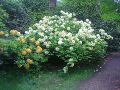 Azaleas on Isabella Plantation