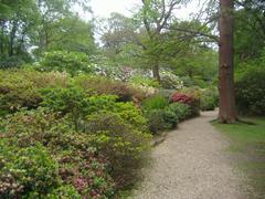 Isabella Plantation in Richmond Park