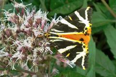 Jersey Tiger Moth on Hemp-agimony