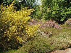 Broom and heather in Isabella Plantation, Richmond Park