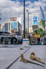 Griffin Rhythm and Plastic Heart Surgery performing at Dundas Square