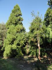 J. C. Raulston Arboretum pathway