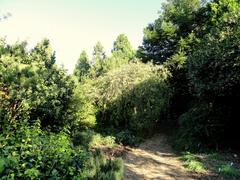 General view of the J. C. Raulston Arboretum