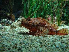 Public aquarium Sea Life in Benalmádena