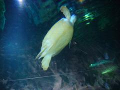 Sea Life public aquarium in Benalmádena, Spain