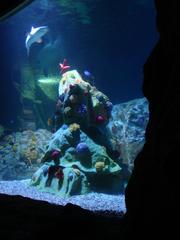 Public aquarium Sea Life in Benalmádena, Spain