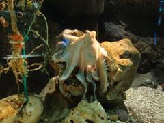 Sea Life Benalmádena aquarium interior