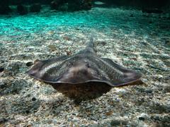 Sea Life aquarium in Benalmádena, Spain