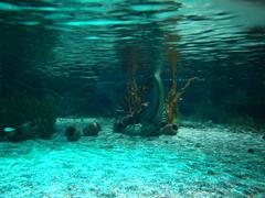 Public aquarium Sea Life in Benalmádena, Spain