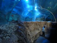 public aquarium Sea Life in Benalmádena, Spain