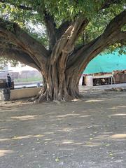 Lahore Fort with a large tree in the foreground