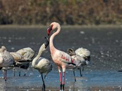 Lesser Flamingo sub-adult asking adult Flamingo to be fed crop milk