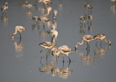 A flock of juvenile greater flamingoes in the wetlands and mangroves in Nerul near Navi Mumbai