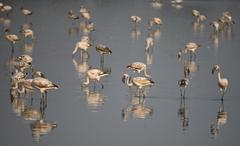 flock of juvenile greater flamingoes in wetlands and mangroves