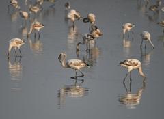 juvenile greater flamingoes in Nerul wetlands