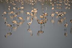 juvenile greater flamingoes in Nerul wetlands