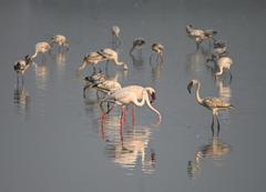 juvenile greater flamingoes in wetlands and mangroves