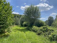 Nature Reserve Rotthäuser Bachtal with meadows, shrubbery and isolated trees in Lower Koppelsbachtal