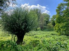 Naturschutzgebiet Rotthäuser Bachtal Kopfweide im unteren Koppelsbachtal